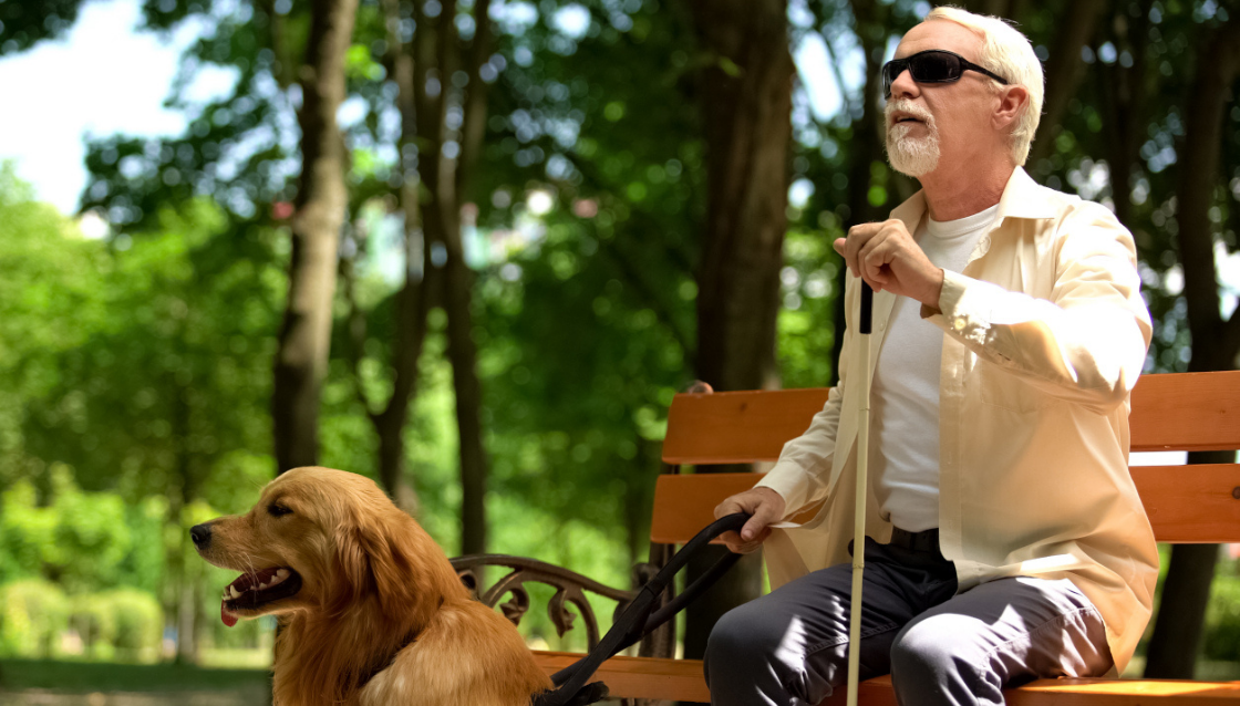 Image of elderly man with vision impairment sitting on a park bench with a cane and guide dog.